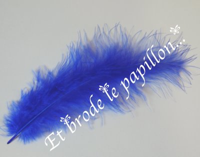 photo: Plume bleue
