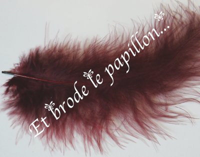 photo: Plume bordeaux