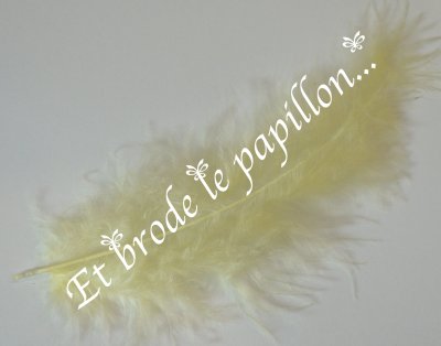 photo: Plume jaune