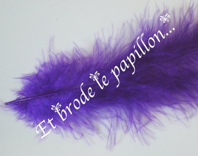 photo: Plume lilas