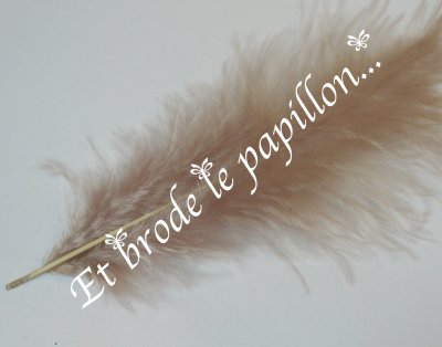 photo: Plume naturelle