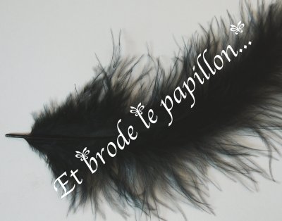 photo: Plume noire