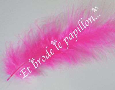 photo: Plume fuschia