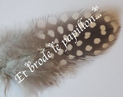 photo: Plume pintade pintade grande