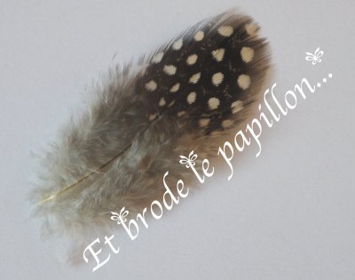 photo: Plume pintade moyenne