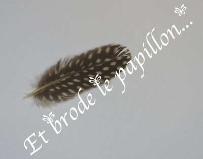 photo: Plume pintade petite