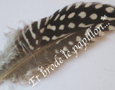 photo: Plume pintade tres grande
