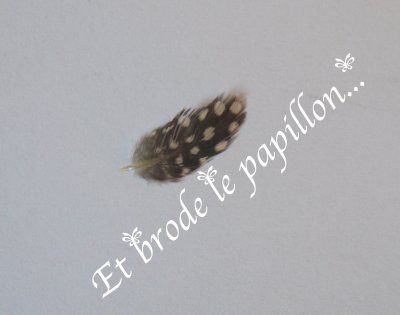 photo: Plume pintade tres petite