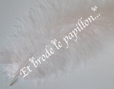 photo: Plume rose