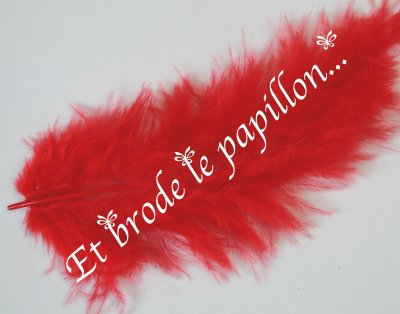 photo: Plume rouge