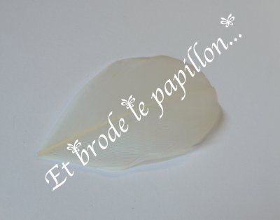 photo: Plume naturelle