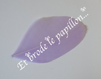 photo: Plume mauve