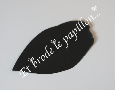photo: Plume noire