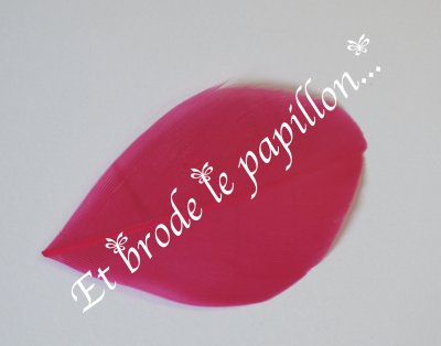 photo: Plume fuschia