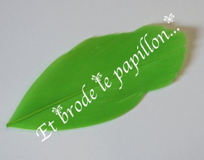photo: Plume vert