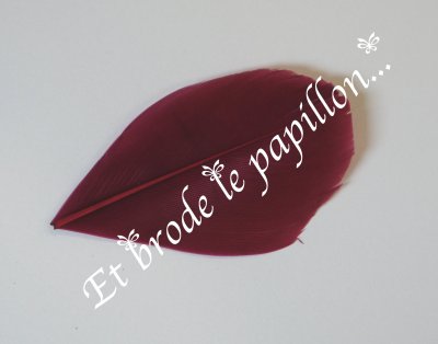 photo: Plume violine fonce