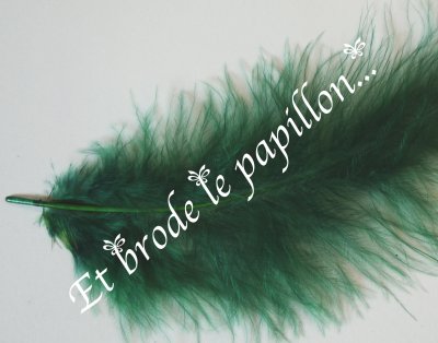 photo: Plume vert fonce