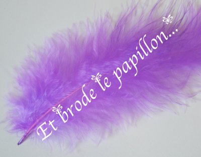photo: Plume violet